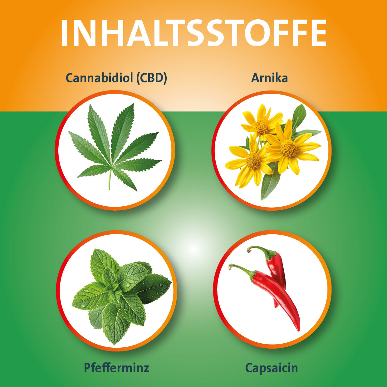 Inhaltsstoffe: Cannabidiol (CBD), Arnika, Pfefferminze, Capsaicin. Auf grünem Hintergrund.